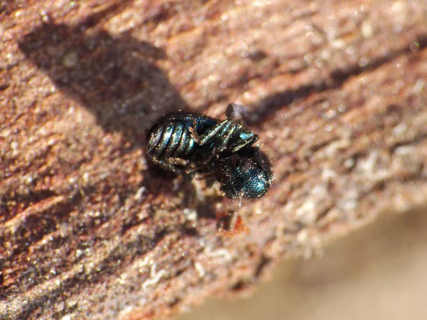 Necrobia violacea? No.  Korynetes cf. pusillus (Cleridae)